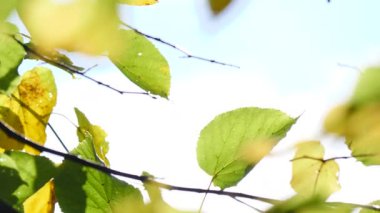 Sonbahar alder ağacı, esintide esen yeşil yapraklar ve sonbahar dallarında parlayan güneş.