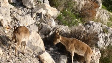 Ibex dağ keçileri kayalık arazide, İspanya. Vahşi yaşam hayvanları.