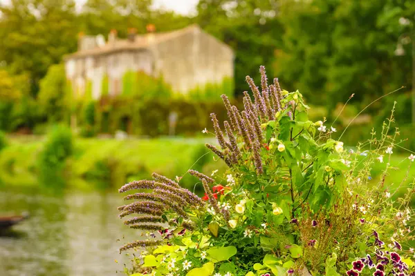 Nehir kenarındaki çiçekler ve arkada Coulon kasabası. Deux Sevres, Yeni Aquitaine bölgesi, Fransa