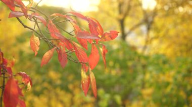 Sonbahar renkli portakal ağaçları doğal arka plan olarak yapraklar 