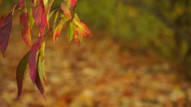 Sonbahar rengarenk portakal ağaçları yapraklarını doğal arka plan olarak 4k merkez kodlayıcıyı çalıştırır