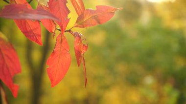 Sonbahar rengarenk portakal ağaçları yapraklarını doğal arka plan olarak 4k merkez kodlayıcıyı çalıştırır