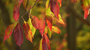 Sonbahar rengarenk portakal ağaçları yapraklarını doğal arka plan olarak 4k merkez kodlayıcıyı çalıştırır