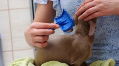 Banyo yaptıktan sonra küçük sıçan köpeğini tarayan bir kadın. Hayvanla ilgilenen dişi..