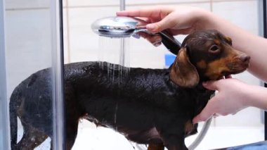 Küçük köpeğini banyoda yıkayan bir kadın. Hayvanla ilgilenen dişi..