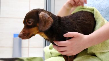 Küçük köpeğiyle ilgilenen, banyo yaptıktan sonra havlu kullanan bir kadın..
