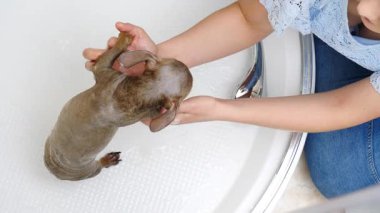 Küçük köpeğini banyoda yıkayan bir kadın. Hayvanla ilgilenen dişi..