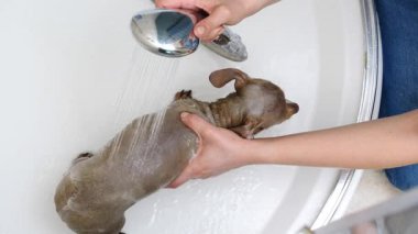 Küçük köpeğini banyoda yıkayan bir kadın. Hayvanla ilgilenen dişi..