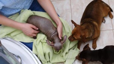 Küçük sıçan köpeğiyle ilgilenen, banyoda yıkandıktan sonra havlu kullanan bir kadın..