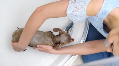 Küçük köpeğini banyoda yıkayan bir kadın. Hayvanla ilgilenen dişi..