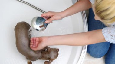 Küçük köpeğini banyoda yıkayan bir kadın. Hayvanla ilgilenen dişi..