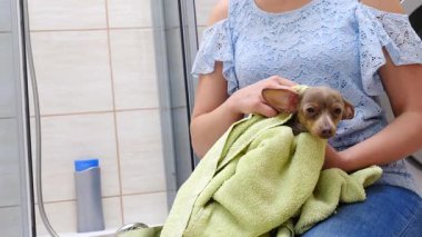 Küçük sıçan köpeğiyle ilgilenen, banyoda yıkandıktan sonra havlu kullanan bir kadın..