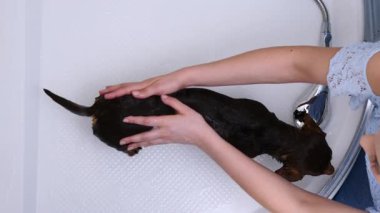 Küçük köpeğini banyoda yıkayan bir kadın. Hayvanla ilgilenen dişi..