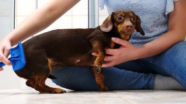 Banyo yaptıktan sonra köpeğini tarayan bir kadın. Hayvanla ilgilenen dişi..