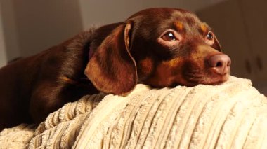 Kısa bacaklı küçük köpek rahatlatıcı ve kanepe kanepede kapalı soğutma oturan küçük dachshund purebreed uzun gövdeli.