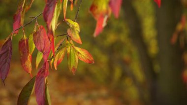 Sonbahar rengarenk portakal ağaçları yapraklarını doğal arka plan olarak 4k merkez kodlayıcıyı çalıştırır