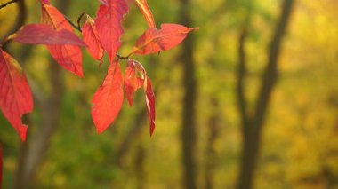 Sonbahar rengarenk portakal ağaçları yapraklarını doğal arka plan olarak 4k merkez kodlayıcıyı çalıştırır