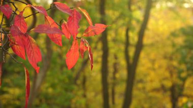 Sonbahar rengarenk portakal ağaçları yapraklarını doğal arka plan olarak 4k merkez kodlayıcıyı çalıştırır