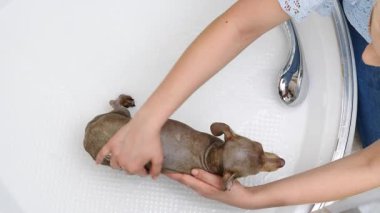 Küçük köpeğini banyoda yıkayan bir kadın. Hayvanla ilgilenen dişi..