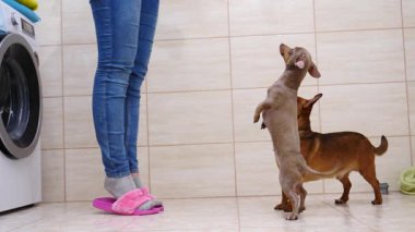 Tuvalette köpekleriyle oynayan tanınmayan bir kadın yemek veriyor. Hayvanlar ağır çekimde zıplarken eğleniyor..