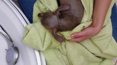 Küçük sıçan köpeğiyle ilgilenen, banyoda yıkandıktan sonra havlu kullanan bir kadın..