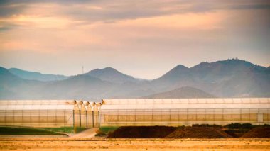 Akşamları, ticari seralarla birlikte kıyı manzarası üzerinde hareket eden bulutların hızlanması. Endüstriyel tarım. Murcia bölgesi, İspanya.