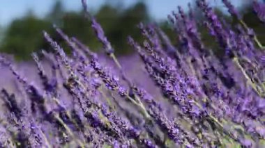 Tarlada lavanta çiçekleri. Rüzgarda sallanan büyüyen bitki. Mor çiçeklere odaklan. Fransa 'da Provence.