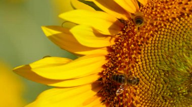 Bal arısı ve sarı çiçekten oluşan makroyu kapat. Arılar sarı ayçiçeğinde polen topluyor.