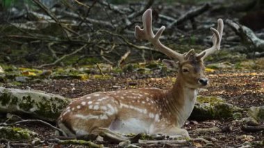 Erkek geyik doğal ortamda boynuzlu geyik. Geyik dama dama. Patlıcan bölgesindeki Vision Park, Fransa. Yavaş çekim