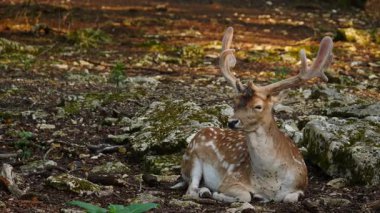 Erkek geyik doğal ortamda boynuzlu geyik. Geyik dama dama. Patlıcan bölgesindeki Vision Park, Fransa. Yavaş çekim