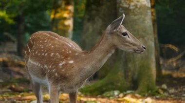 Bekar bir kadın doğal ortamda geyik düşürür. Geyik dama dama. Patlıcan bölgesindeki Vision Park, Fransa. Yavaş çekim