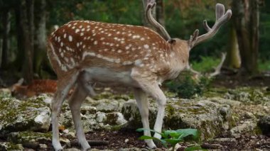 Erkek geyik doğal ortamda boynuzlu geyik. Geyik dama dama. Patlıcan bölgesindeki Vision Park, Fransa. Yavaş çekim