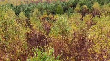 Hava görüntüsü. Sonbahar ormanı üzerinde uçuş, yeşil turuncu ağaç tepeleri. Avrupa, Polonya pomerania, kashubia manzarası.
