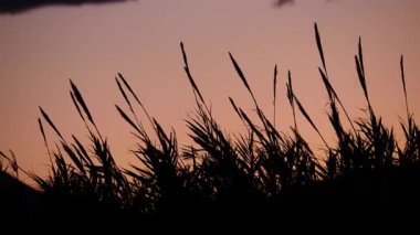 Kırsalda buğday kulaklı bir tarla