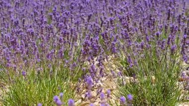 Lavanta çiçeği kokulu tarlalar. Fransa 'da Provence.