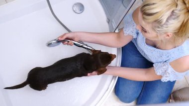 Küçük köpeğini banyoda yıkayan bir kadın. Hayvanla ilgilenen dişi..