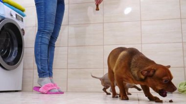 Tuvalette köpekleriyle oynayan tanınmayan bir kadın yemek veriyor. Hayvanlar ağır çekimde zıplarken eğleniyor..