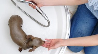 Küçük köpeğini banyoda yıkayan bir kadın. Hayvanla ilgilenen dişi..