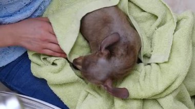 Küçük sıçan köpeğiyle ilgilenen, banyoda yıkandıktan sonra havlu kullanan bir kadın..