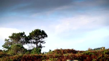 Sonbahar ağaçlarının üzerinde hareket eden bulutların hızlanması doğa.