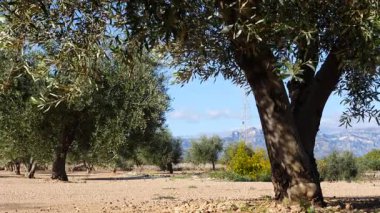 Geleneksel zeytin ağaçları çiftliği. İspanyol doğa manzarası