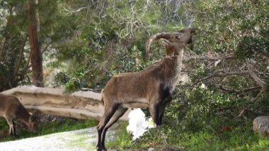 Vahşi keçiler, dağlardaki İspanyol dağ keçileri Maro-Cerro Gordo doğal alanındaki deniz uçurumları, Nerja İspanya