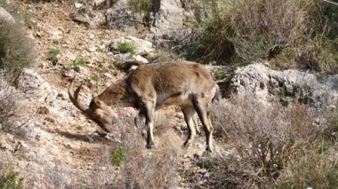 Kayalık arazide vahşi dağ keçisi, İspanya. Vahşi yaşam hayvanları.