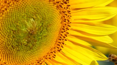 Sarı çiçek ayçiçeği ve bal arısının polen topladığı makroyu kapatın. Yavaş çekim