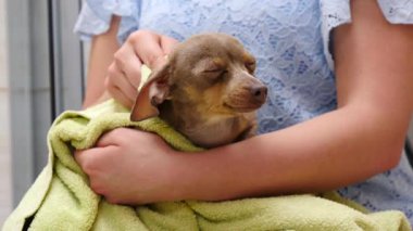 Küçük sıçan köpeğiyle ilgilenen, banyoda yıkandıktan sonra havlu kullanan bir kadın..