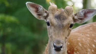 Genç erkek geyik doğal ortamda nadasa düşer. Geyik dama dama. Patlıcan bölgesindeki Vision Park, Fransa. Yavaş çekim
