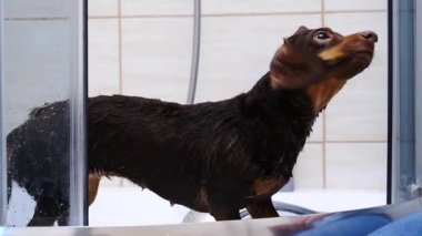 Küçük mutlu köpek banyo yaptıktan sonra suyu silkeliyor..