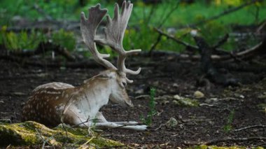 Erkek geyik doğal ortamda boynuzlu geyik. Geyik dama dama. Patlıcan bölgesindeki Vision Park, Fransa. Yavaş çekim