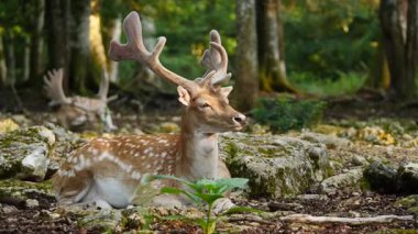 Erkek geyik, boynuzlu geyik doğal ortamda dinleniyor. Geyik dama dama. Patlıcan bölgesindeki Vision Park, Fransa. Yavaş çekim