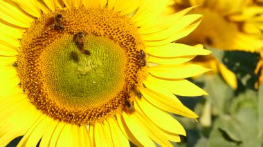 Bal arısı ve çiçek. Bir sürü arı sarı ayçiçeğinde polen topluyor. Fransa 'daki Provence. Yavaş çekim